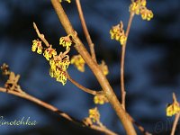 Hamamelis Ninotchka 2015 02 07 3100